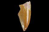 Serrated, Raptor Tooth - Morocco #74398-1